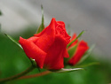 IMG_4035 růže.jpg