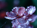 IMG_3773 Ranní rosa.jpg