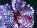 IMG_3773 Ranní rosa TISK A5.jpg